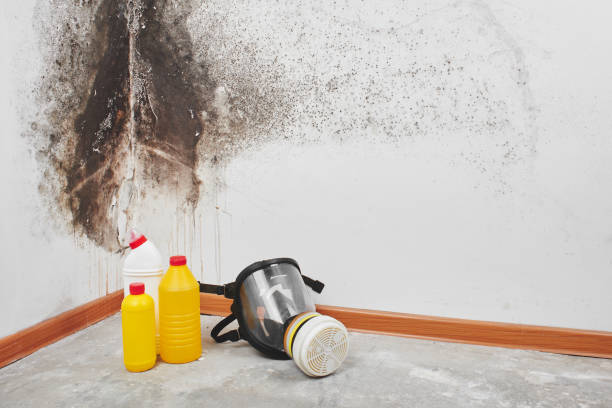 Best Mold Cleaning Services  in Olmsted Falls, OH