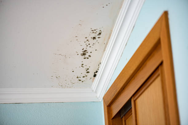 Best Professional Mold Removal  in Olmsted Falls, OH