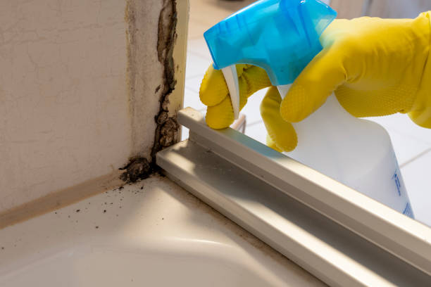 Best Mold Damage Repair  in Olmsted Falls, OH