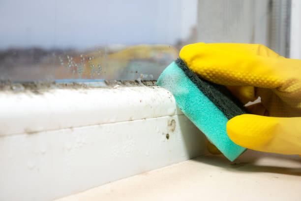 Best Emergency Mold Removal  in Olmsted Falls, OH