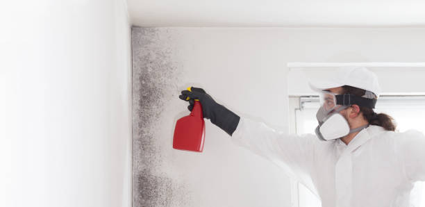 Best Local Mold Removal Service  in Olmsted Falls, OH